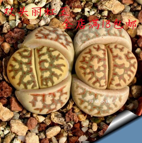 沐绿歌阳台简单美观多肉植物