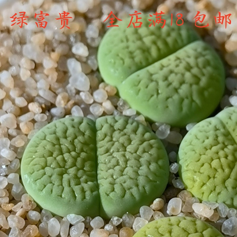 绿富贵生石花多肉植物花卉绿植盆栽创意微景观 鲜花速递/花卉仿真/绿植园艺 多肉植物 原图主图