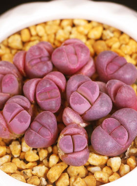 红大内C81A生石花多肉植物屁股花屁屁花PP石头花大颗1.2~1.5cm