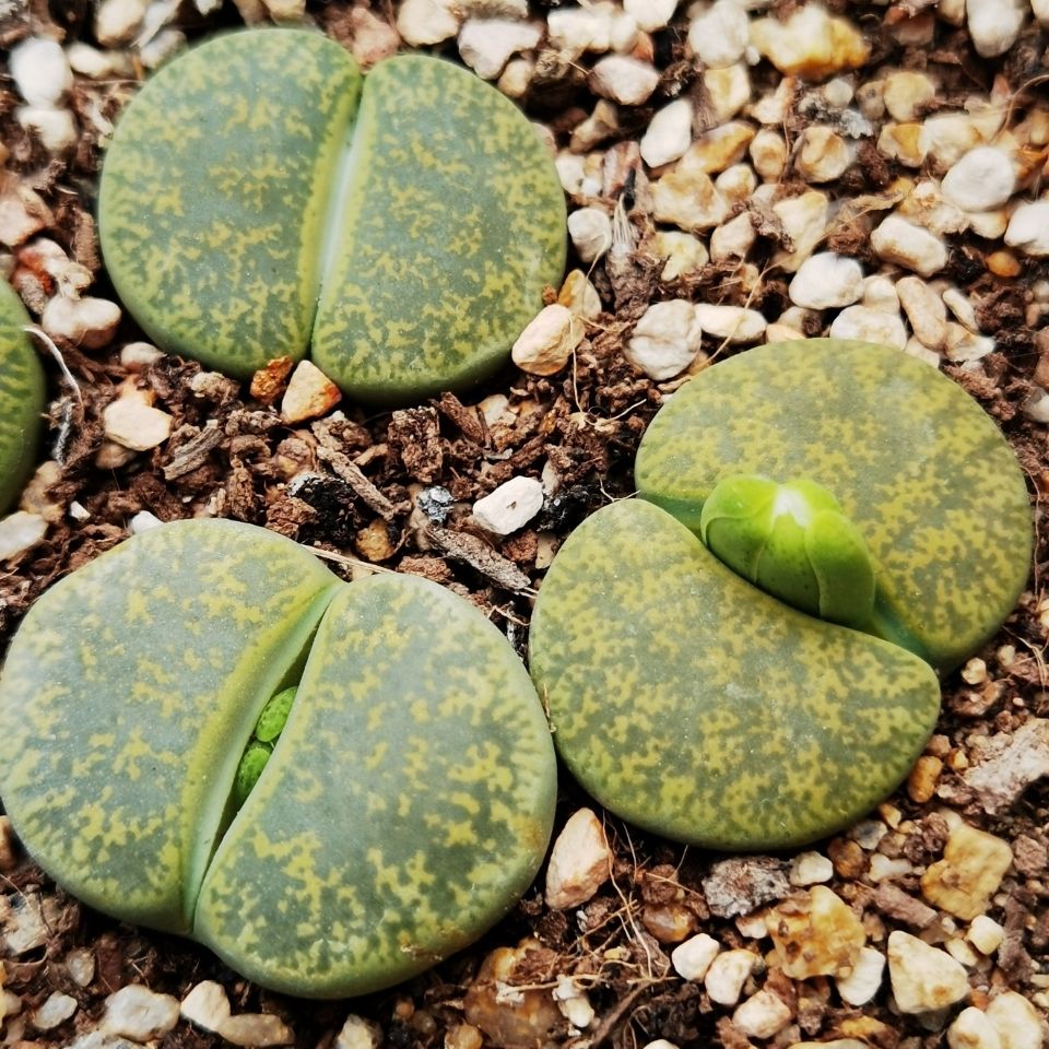 绿紫勋绿紫熏生石花多肉植物C36A屁股花屁屁花PP石头花大颗大母本 鲜花速递/花卉仿真/绿植园艺 多肉植物 原图主图