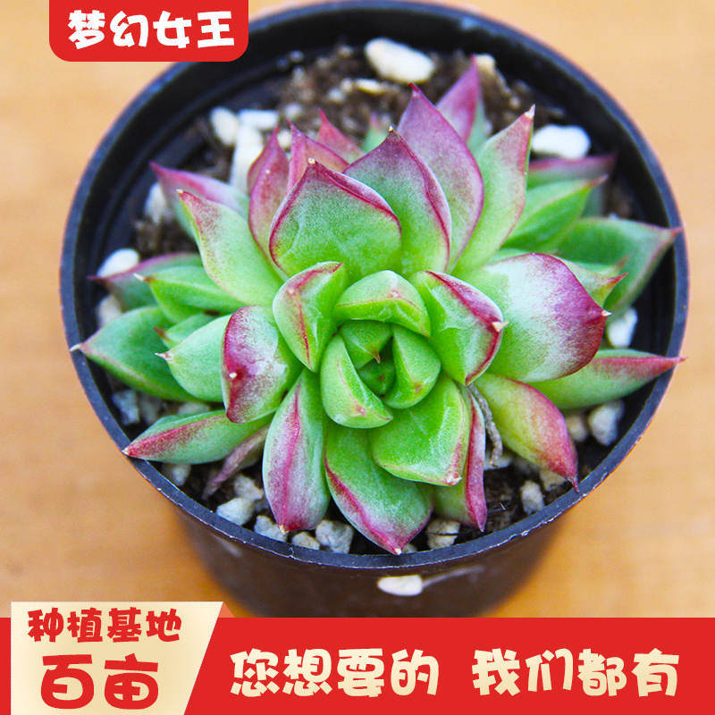 梦幻女王多肉植物大颗好养景天杂交贵货小盆栽肉肉植物办公桌阳台