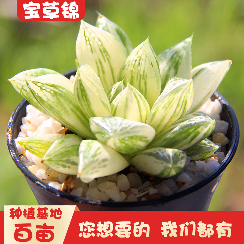 玉露宝草锦母本群生大老桩多肉植物超萌促销满包邮多多花房 多多花房 淘优券