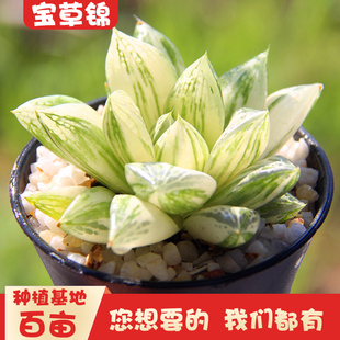 玉露宝草锦母本群生大老桩多肉植物超萌促销满包邮多多花房