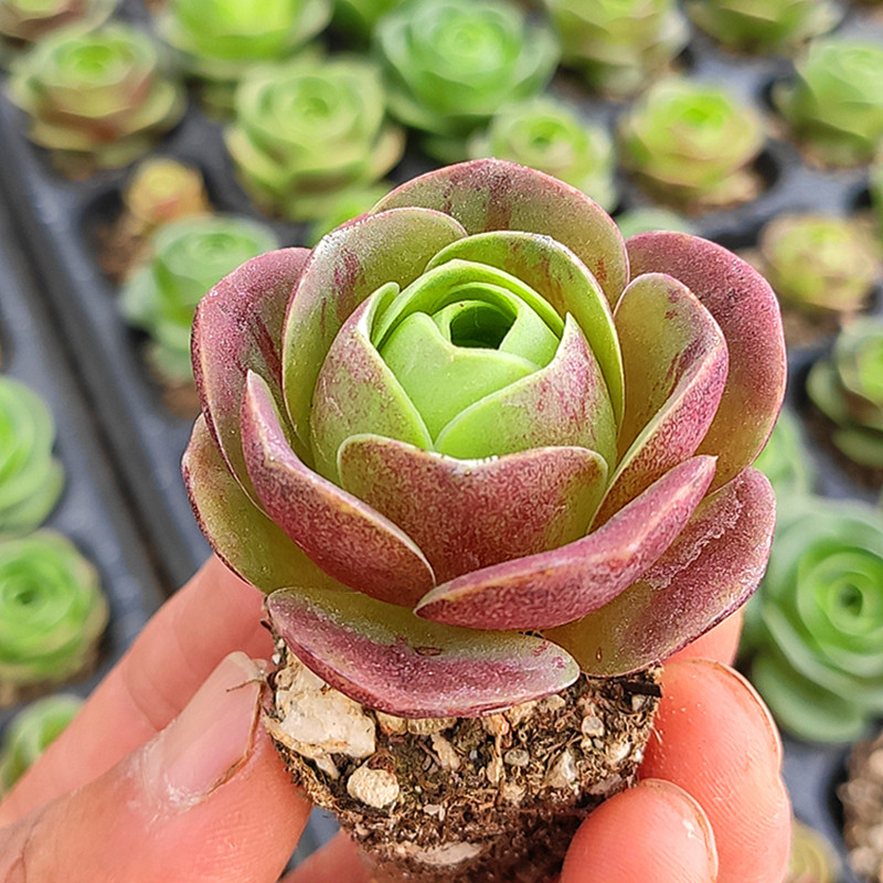 小红帽小妖姬山地玫瑰系列多肉植物室内花卉组合盆栽肉肉植物老桩