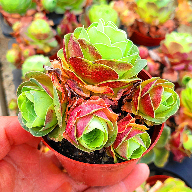 血樱玫瑰多肉植物组合盆栽花卉促销爆款满包邮多多花房