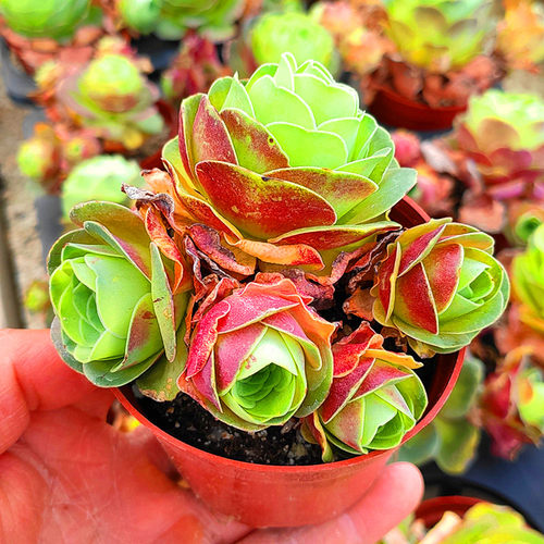 血樱玫瑰多肉植物组合花卉