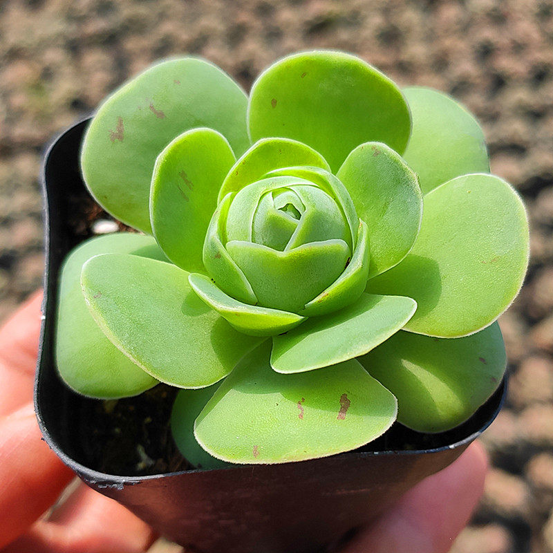 白玉鸡蛋多肉玫瑰花卉绿植组合盆栽促销爆款满包邮多多花房