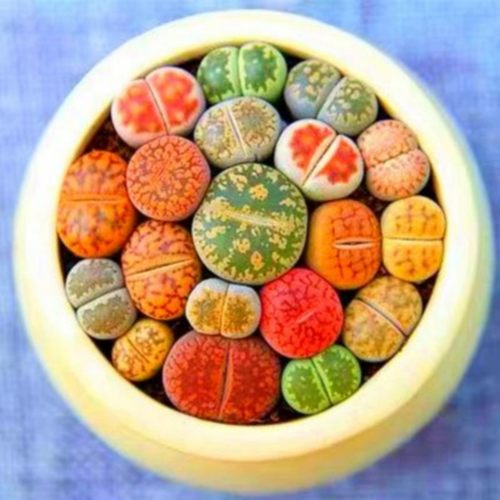 大母本整盆紫色多肉植物生石花