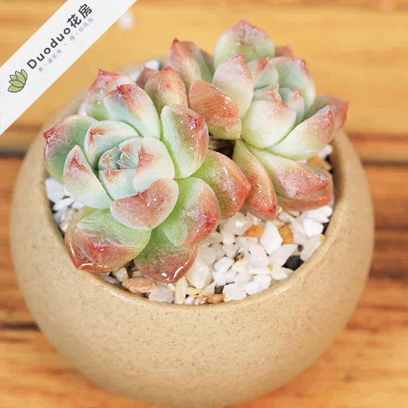 阿尔巴佳人多肉植物超萌花卉绿植盆栽促销爆款满包邮多多花房