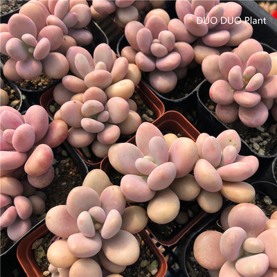 桃蛋多肉植物组合小盆栽室内桌面花卉绿植新手套餐肉肉植物不含盆 虎窝淘