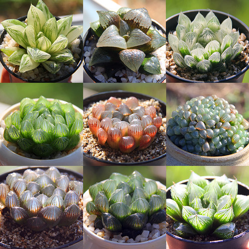 水晶玉露群生素材模板 水晶玉露群生图片下载 小麦优选