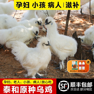 泰和原种乌鸡新鲜现杀土鸡农家散养老母鸡公鸡活鸡整只正宗乌骨鸡