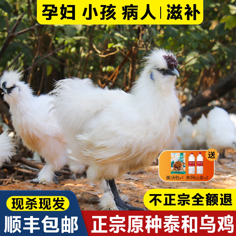 原种泰和乌鸡礼盒装现杀生鲜乌鸡