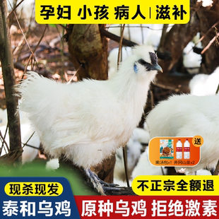 泰和原种乌鸡旗舰店现杀农家土乌鸡五谷散养老母鸡活鸡整只正宗