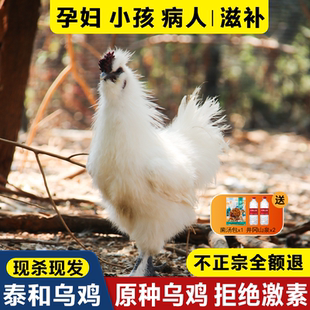 泰和原种乌鸡新鲜现杀土鸡农家散养老母鸡公鸡活鸡整只正宗乌骨鸡