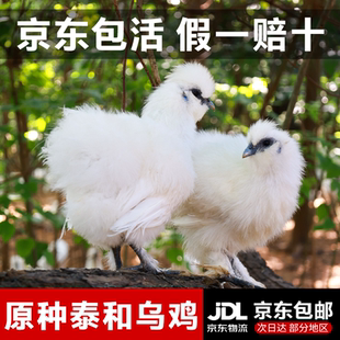 江西泰和原种乌鸡青年鸡农家土乌鸡五谷散养老母鸡发活鸡整只正宗