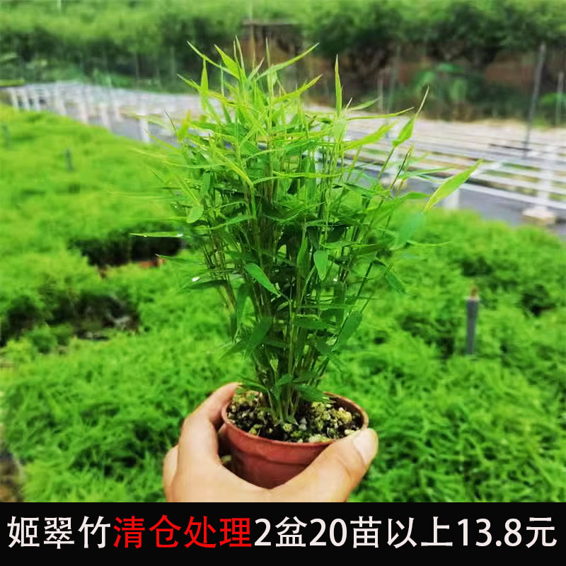 进口竹子盆栽微型小竹绿植姬翠竹