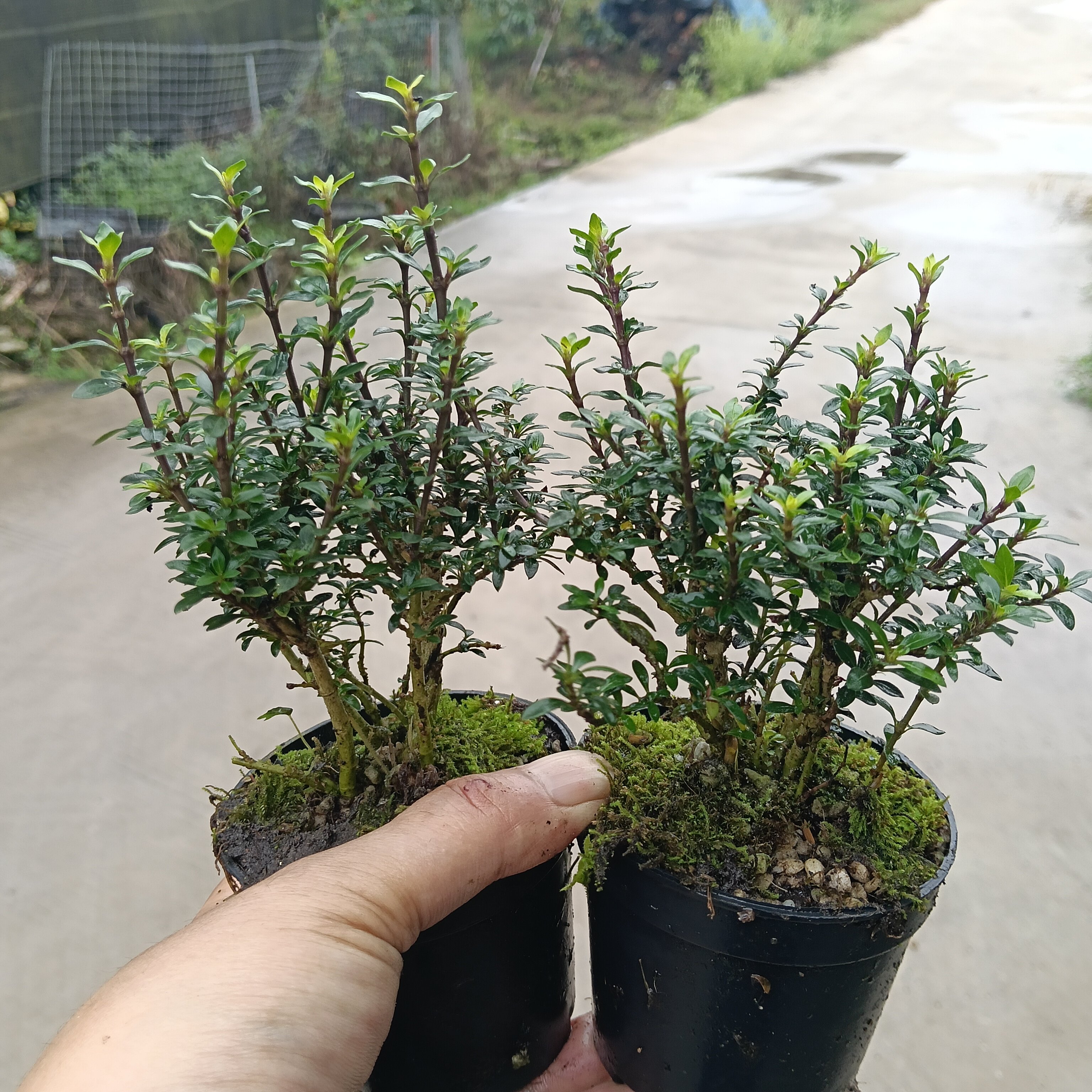 微型木本造景专用绿植小叶姬盯香木室内外水陆缸都可养殖