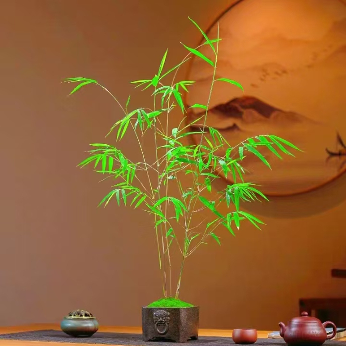 居士雅竹内门竹微型绿植直播间桌面办公室内四季易繁殖小绿植竹子