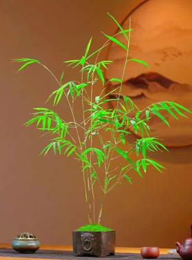 居士雅竹内门竹微型绿植直播间桌面办公室内四季易繁殖小绿植竹子