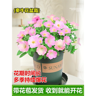 牵牛花盆栽矮牵牛花苗喇叭花小苗爬藤四季花种带花苞垂吊矮脚带花