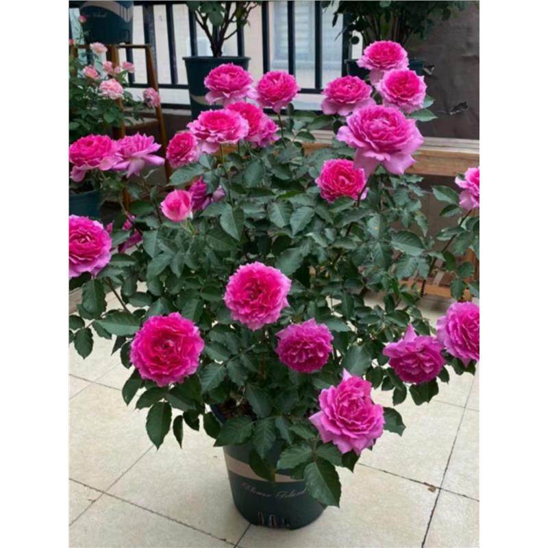 天方夜谭月季无刺月季特大花浓香多季开花庭院阳台花卉植物盆栽,鲜花速递/花卉仿真/绿植园艺,月季/蔷薇/玫瑰,淘宝优惠券,粉丝福利购,淘宝优惠卷