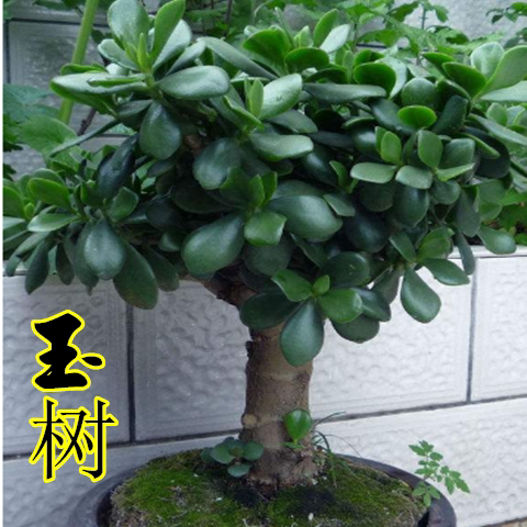 玉树盆栽苗燕子掌多肉植物树厚脸皮盆栽绿植金枝玉叶大叶玉树盆景