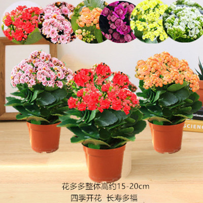 长寿花盆栽重瓣花室内花卉绿植大花巴黎带花苞四季开花好养的植物