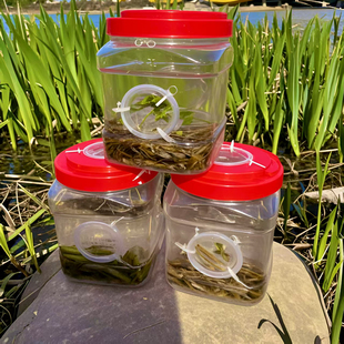 专业抓小鱼儿童工具抓鱼神器白条麦穗鱼虾虎鱼大口倒须瓶捞捕鱼瓶