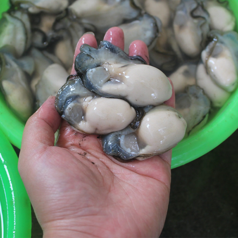 广东汫洲鲜活海底牛奶生蚝肉去壳牡蛎海蛎子水产500克 拍两斤包邮