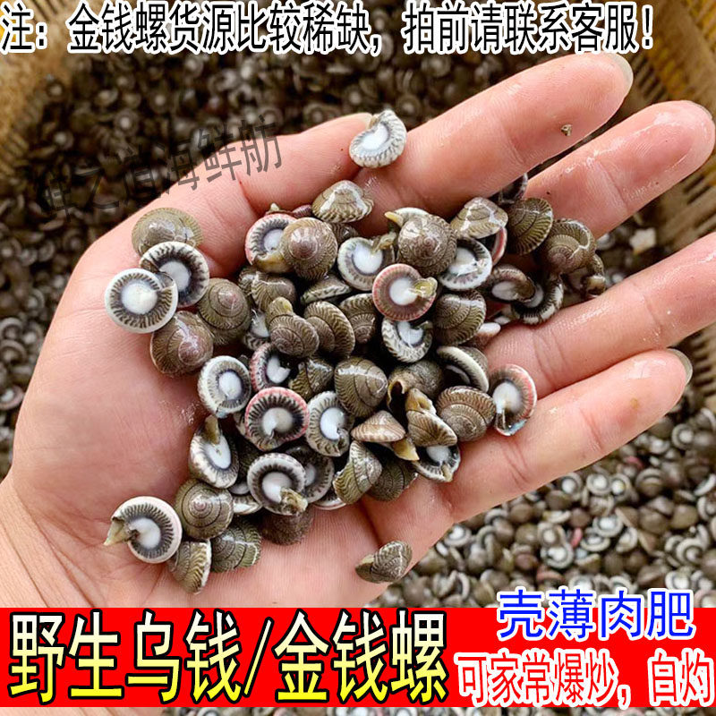 海钱儿新鲜乌钱玻璃牛特产金钱螺海螺猫眼螺海鲜水产鲜活海锥海货