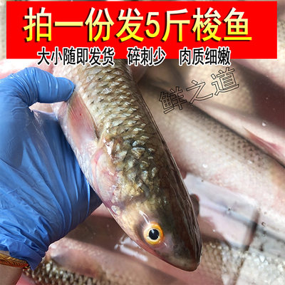 新鲜海捕梭鱼红眼鱼鲻鱼野生鲜活乌头鱼海鱼连云港海鲜水产5斤装