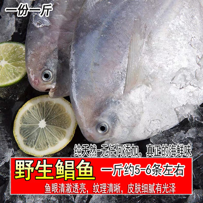 新鲜鲜活白鲳鱼银鲳鱼野生小鲳鱼平鱼深海鱼东海扁鱼烧烤海鲜水产