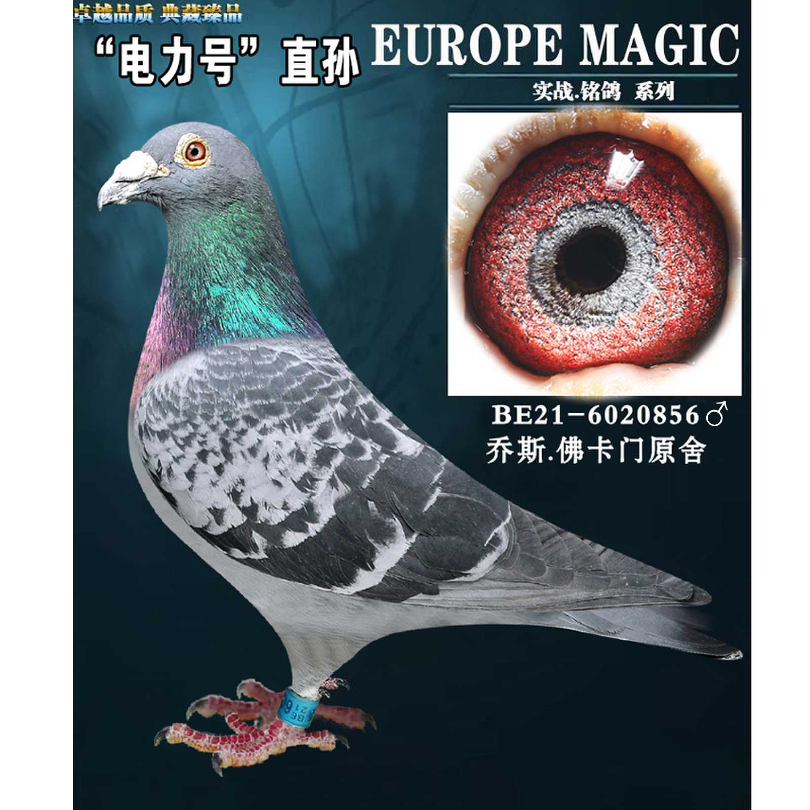 乔斯佛卡门原舍特留种鸽比利时信鸽詹森雌鸽雄鸽大鼻花种鸽血统鸽,宠物/宠物食品及用品,鸟禽其他,淘宝优惠券,粉丝福利购,淘宝优惠卷