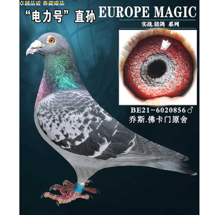 乔斯佛卡门原舍特留种鸽比利时信鸽詹森雌鸽雄鸽大鼻花种鸽血统鸽