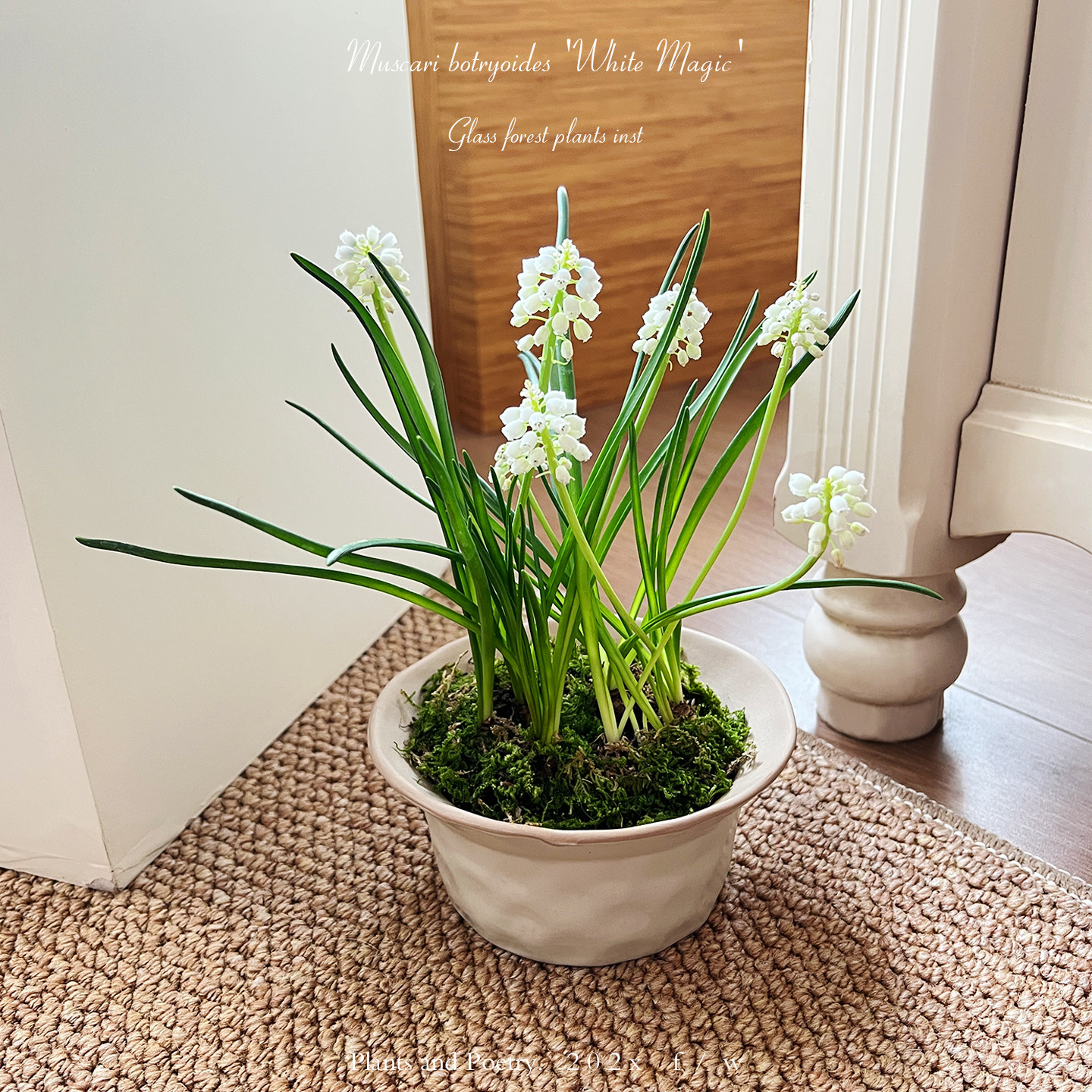 进口白色葡萄风信子种球盆栽带花苞耐寒好养水培多年生现货包对版,鲜花速递/花卉仿真/绿植园艺,时令草本花卉,淘宝优惠券,粉丝福利购,淘宝优惠卷