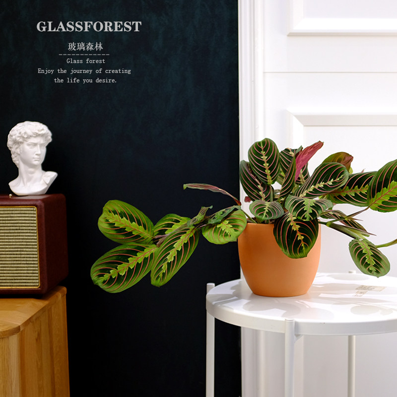 进口叶蝉竹芋红蜻蜓红脉豹纹竹芋长藤垂吊喜阴植物室内好养吸甲醛