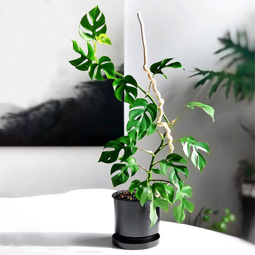 小圆叶姬龟背室内爬垂藤耐荫好养