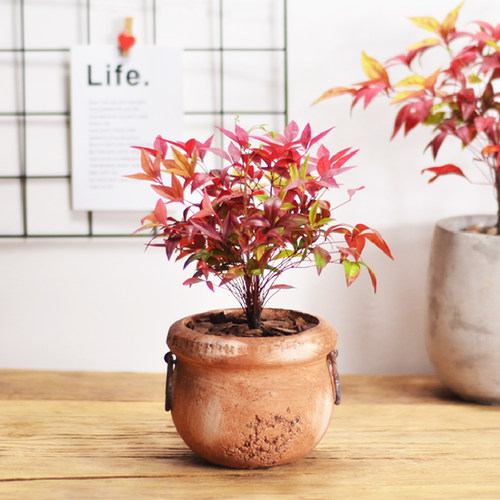 火焰南天竹开花结果耐寒越冷越红