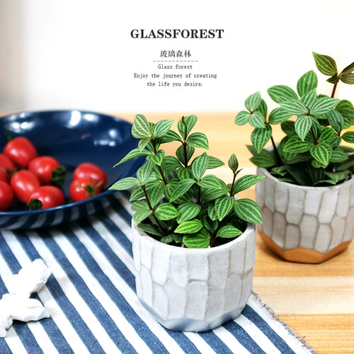 豆瓣绿白脉椒草袖珍电脑桌面盆栽