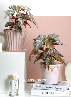 海威秋海棠Highway进口竹节ins风客厅办公桌耐阴盆栽净化空气好养