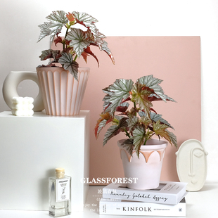 海威秋海棠Highway进口竹节ins风客厅办公桌耐阴盆栽净化空气好养