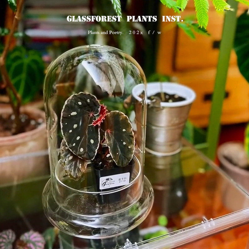 闷养瓶秋海棠玻璃罩扦插水培罐永生花防尘罩微景观生态瓶多肉食虫,鲜花速递/花卉仿真/绿植园艺,花瓶,淘宝优惠券,粉丝福利购,淘宝优惠卷