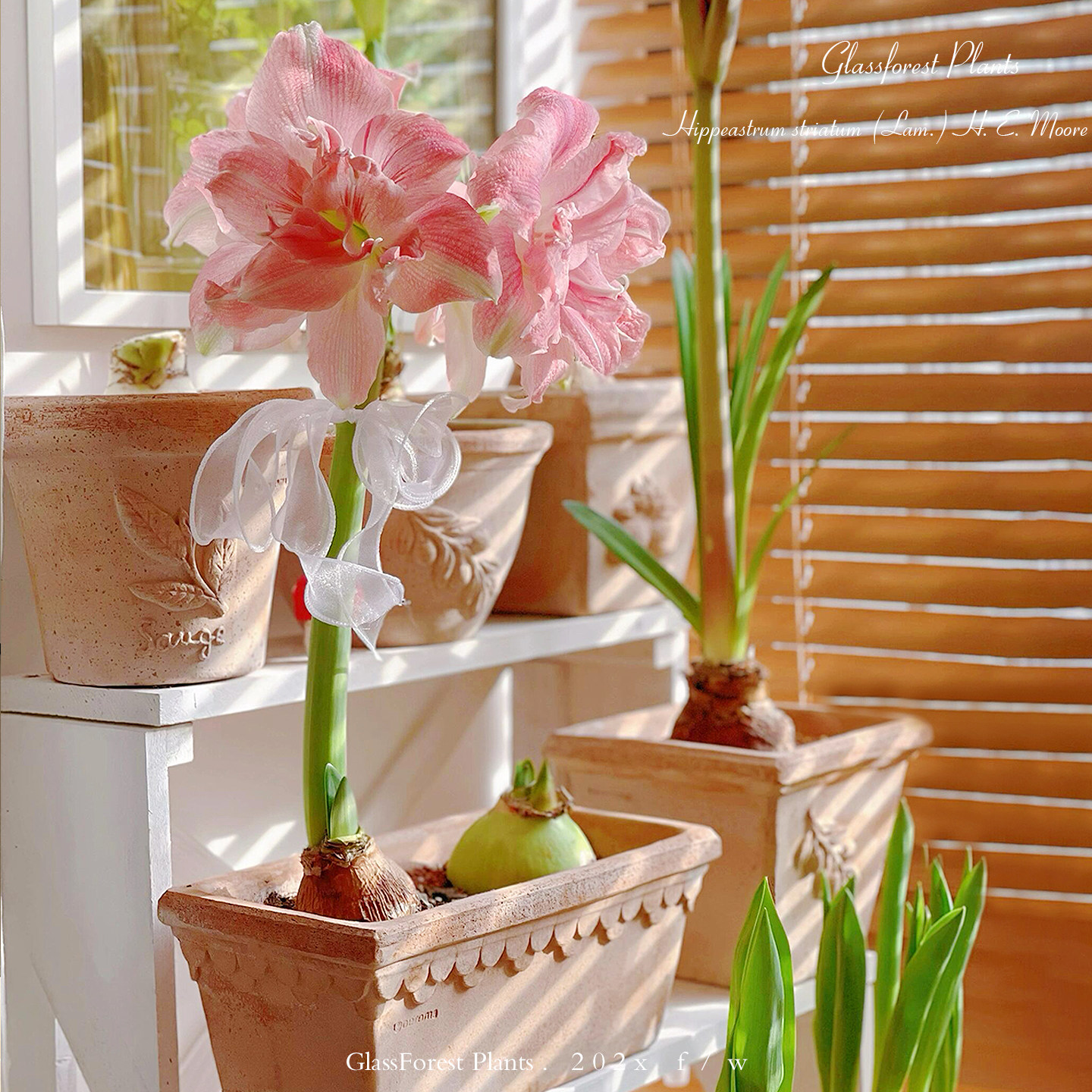 进口朱顶红盆栽大种球阿弗雷鬼魅玫瑰花漾多年生球根花卉阳台植物,鲜花速递/花卉仿真/绿植园艺,时令草本花卉,淘宝优惠券,粉丝福利购,淘宝优惠卷