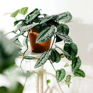 大叶小叶银斑葛绿萝长藤垂吊爬藤植物室内好养耐阴净化空气盆栽
