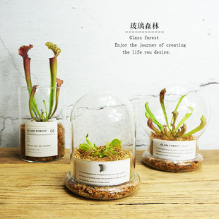 食虫草盆栽植物室内驱蚊捕蝇草生态瓶桌面绿植植物大战僵尸食人花