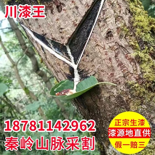 川七王精细过滤土漆生漆