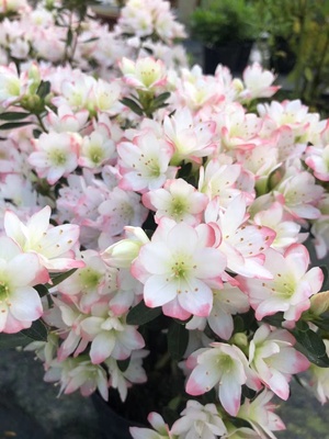 女王杜鹃花久留米杜鹃室内外好养花卉阳台客厅窗台花园盆栽绿植