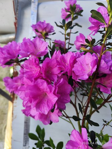 杜鹃花庭院阳台春秋冬紫色套瓣