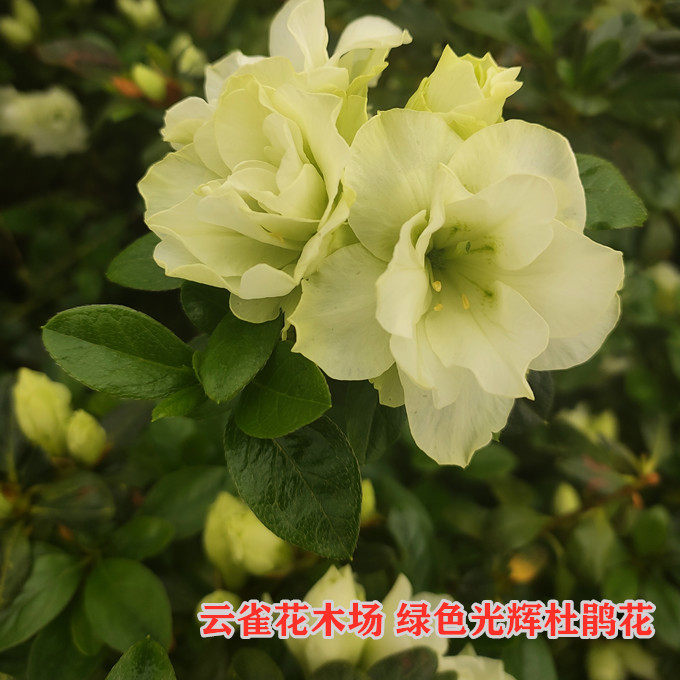 绿色光辉杜鹃花精美绿色花朵庭院阳台客厅盆栽花卉四季多季鹃品种